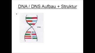 DNA  DNS Aufbau und Struktur [upl. by Tavish]