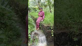 கார்த்திகை மாதப் பூ🌼 Sponge Gourd  காட்டு பீர்க்கு  தமிழ் மாதங்கள் herbal villagelife nature [upl. by Asilak806]