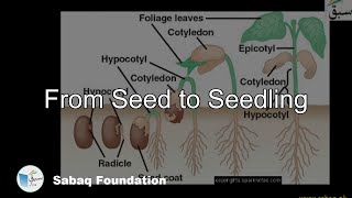 From Seed to Seedling Biology Lecture  Sabaqpk [upl. by Cyn]