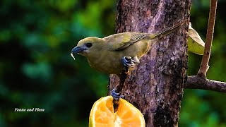 PALM TANAGER sounds THRAUPIS PALMARUM SANHAÇODOCOQUEIRO Birds visiting the yard for food [upl. by Niletak]