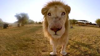 Surrounded by White Lions  4K 360° VR [upl. by Lanae325]