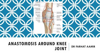 Anastomosis around Knee Joint [upl. by Eintrok]