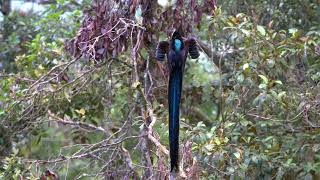 Black Sicklebill [upl. by Eniksre985]