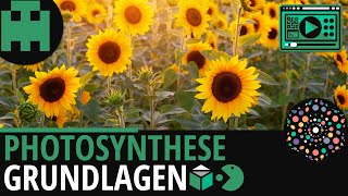 Photosynthese Grundlagen│Biologie Lernvideo Learning Level Up [upl. by Gabriello]