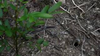 Kirtlands Warbler in the Bahamas [upl. by Sinclare460]