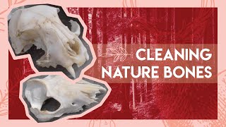 How to clean natural bones  DIY [upl. by Adalai]