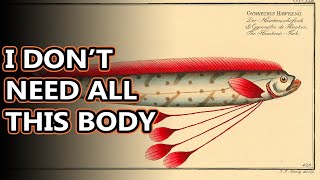 Oarfish facts ribbons of the sea  Animal Fact Files [upl. by Xenophon68]