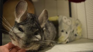 Basic Chinchilla Care [upl. by Amiaj]