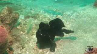 Watch This Incredible Frogfish Catching a Fish for Feeding  Its Amazing [upl. by Isyad]