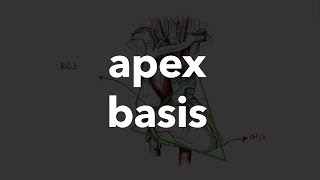 Apex Basis 8 [upl. by Athene]