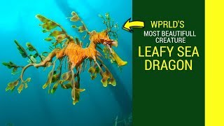 Leafy sea dragon facts for kids leafy sea dragon pet [upl. by Kwarteng278]