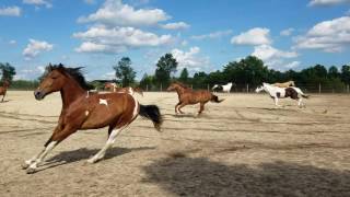 Horses running at Miller Farms [upl. by Ecurb128]