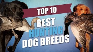 Top 10 Best Hunting Dogs Today for All Types of Game [upl. by Nelrah]