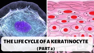 LIFE CYCLE OF A KERATINOCYTE PART 2 II STRATUM SPINOSUM GRANULOSUM AND CORNEUM [upl. by Dhar]