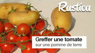 Greffer une tomate sur une pomme de terre [upl. by Esilanna741]