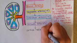 Kidney Blood Flow [upl. by Ahtikal]