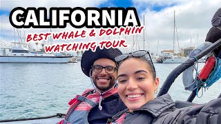 BEST WHALE AND DOLPHIN WATCHING TOUR  San Diego California  Adventure Whale Watching [upl. by Narruc296]