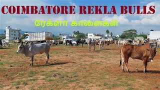 Rekla Race Bulls Coimbatore [upl. by Aurelea583]