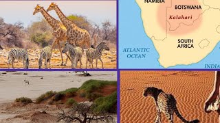 animals in the Kalahari desert documentary  8k  4k [upl. by Drallim]