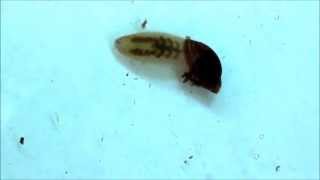 Carnivorous Leech Empties a Water Snail [upl. by Nottage]