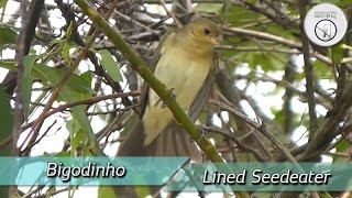 Fêmea de bigodinho Sporophila lineola [upl. by Giffy]