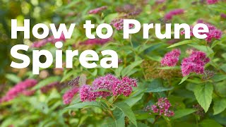 How to Prune Spirea in Early Spring [upl. by Nyroc]