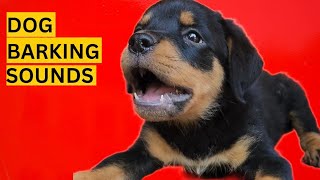 Dog Barking Compilation See How Your Dogs REACTS [upl. by Nueovas]