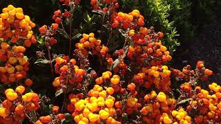 CALCEOLARIA integrifolia [upl. by Retha66]