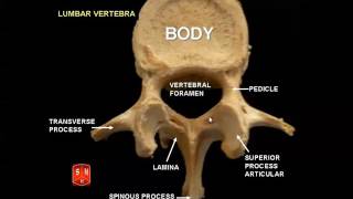 Spine normal I Prof Dr Mamdouh Mahfouz [upl. by Narda]