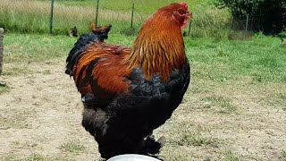 Giant ROOSTER  Brahma Chickens  Video 4K [upl. by Isiahi]