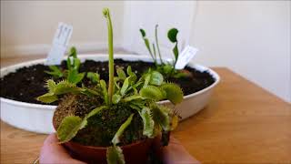 Flowers On My Venus Flytrap With Time Lapse [upl. by Netaf]