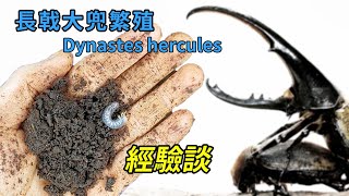 【山林蟲坊】長戟大兜開產房及經驗談  Opening the Breeding Tub of Dynastes hercules and Talking About Experience [upl. by Acyssej]