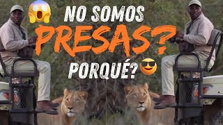 Porque Los LEONES NO ATACAN A Los HUMANOS🚫 [upl. by Llenyt]