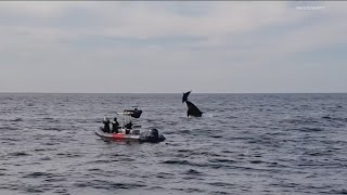 Argo the Pilot Whale  SeaWorld San Diego [upl. by Nelluc]