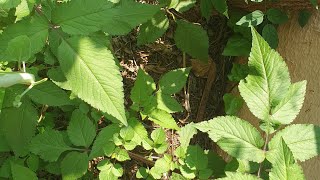 Black Jack or bidens pilosa and its healthy benefits [upl. by Sailesh]