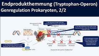 TryptophanOperon Endprodukthemmung am Beispiel trpOperon  Genregulation Prokaryoten 22 [upl. by Muldon]