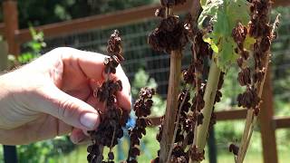 How To Save Rhubarb Seeds [upl. by Magdalene]