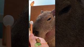 Racoons Cats and Capybaras shorts short cat funny izzymon animals pets cat capybara [upl. by Ajnin]