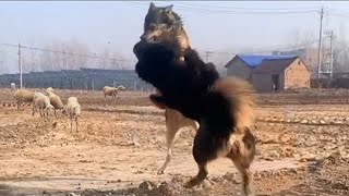 Tibetan Mastiff Vs Wolf In a Real Fight  Tibetan Mastiff Caught On Camera Against Wolf  PITDOG [upl. by Aicilat]