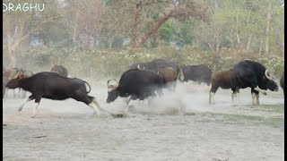 Wild Animals of Mystic Forest Jaldapara [upl. by Stoecker]