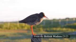 British Waders [upl. by Leugimesoj254]