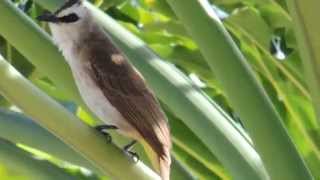 Yellowvented Bulbul  Bird Sound [upl. by Mchugh631]