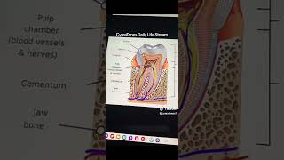 Regrow Your Teeth with Frequencies Sound Tuning Biohacking [upl. by Sass]