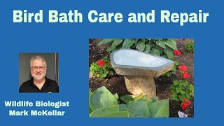 Secrets to Perfect Bird Bath Maintenance [upl. by Yeznil]