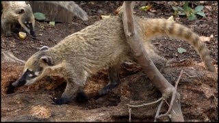 RingTailed Coati South American Nasua nasua [upl. by Eldoria289]