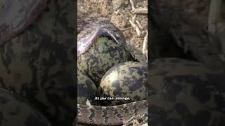 Egg Eater Snake Natures Remarkable Swallower  Dasypeltis scabra in Africa shorts [upl. by Walworth]