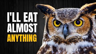 One of the Most Fascinating and Deadliest Owls in North America  The Great horned Owl [upl. by Bridgette]