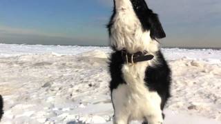 Border collie howling [upl. by Territus]