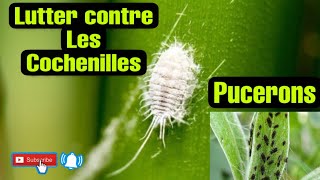 11 Lutter contre les PuceronsCochenilles 3 méthodes Bio [upl. by Lorri]