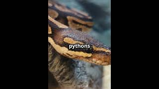 Ball Python Care Guide [upl. by Eillak728]